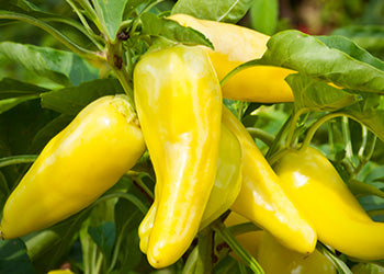 Splendida Hot Sliced Banana Pepper Rings