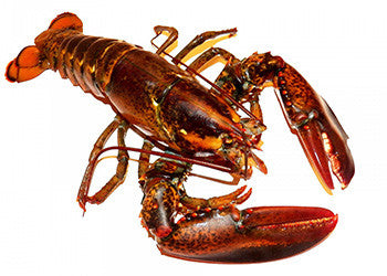 Live Lobster